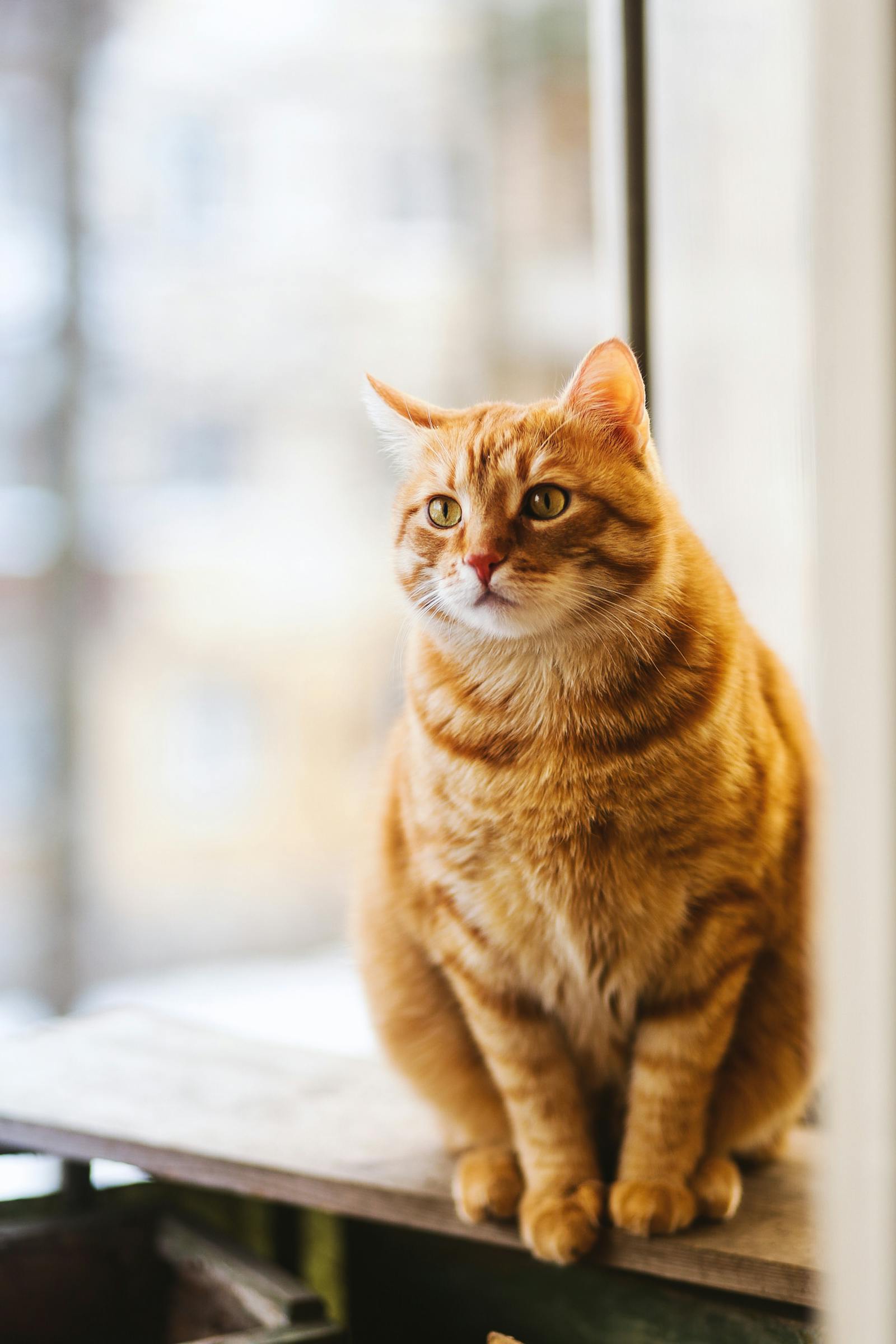 How does an Automatic Cat Litter Box work? article illustration