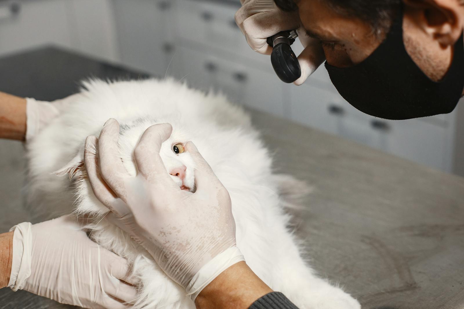 How does an Electric Pet Hair Trimmer work? article illustration