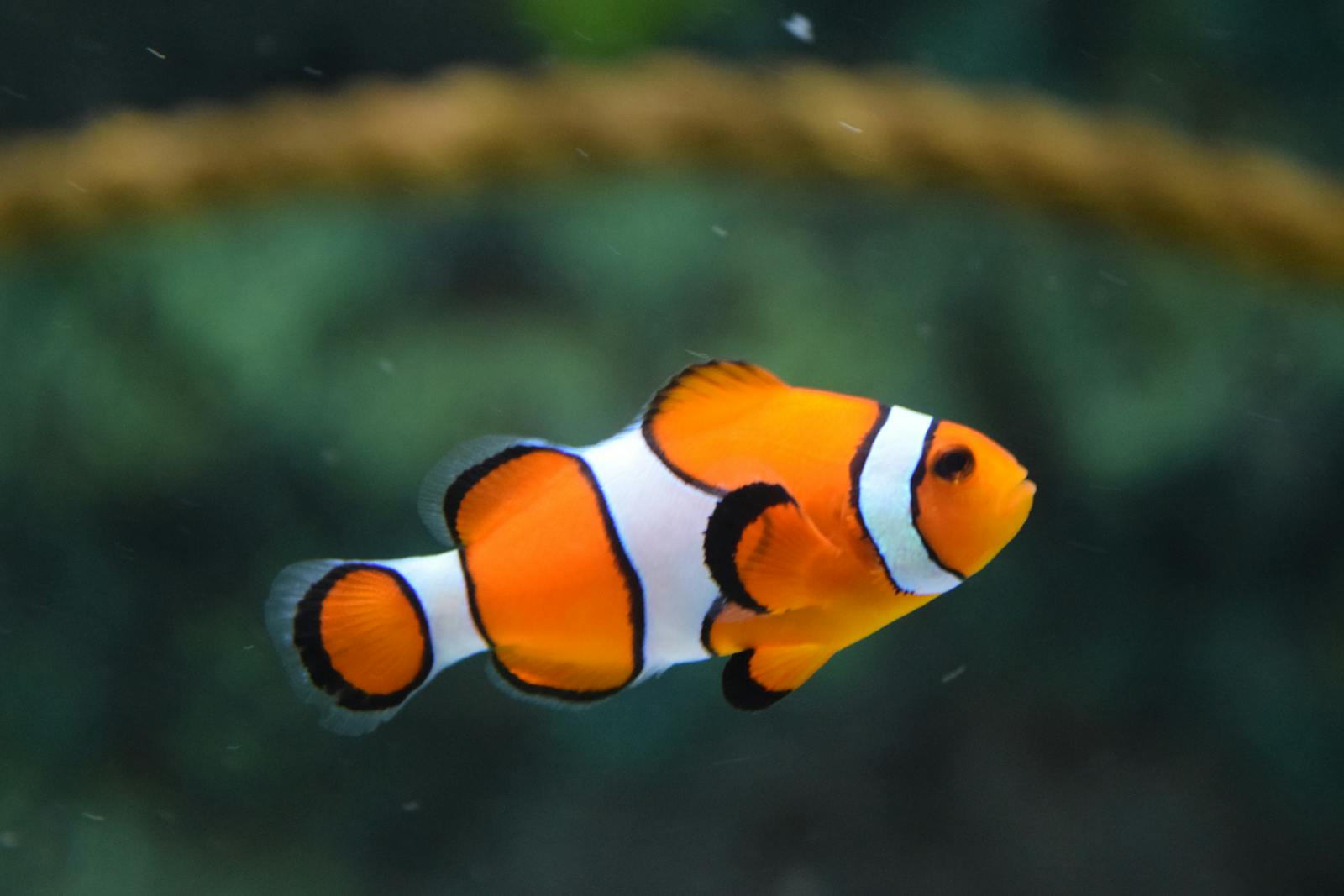 How does a Smart Aquarium Monitor work? article illustration