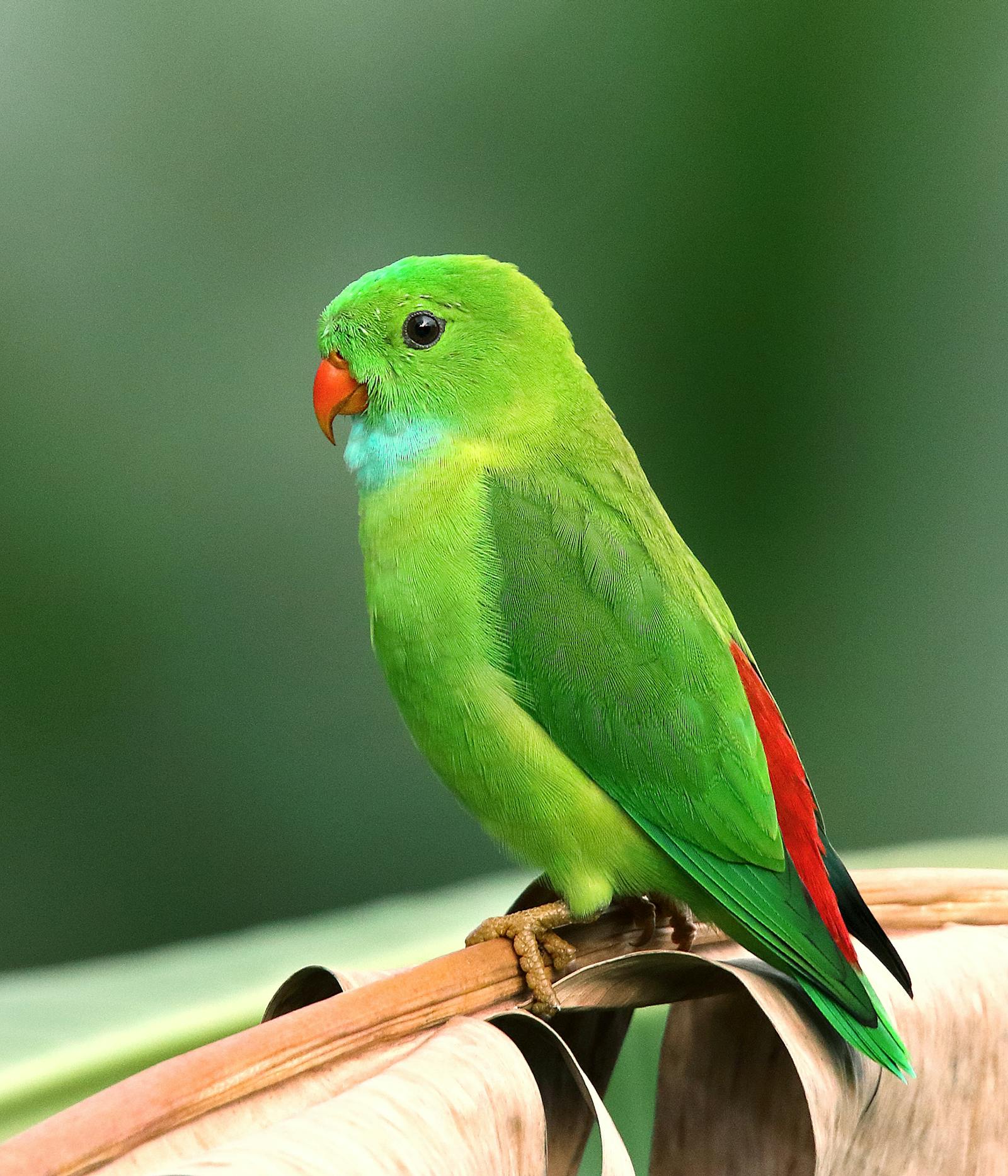 How does a Smart Bird Feeder work? article illustration