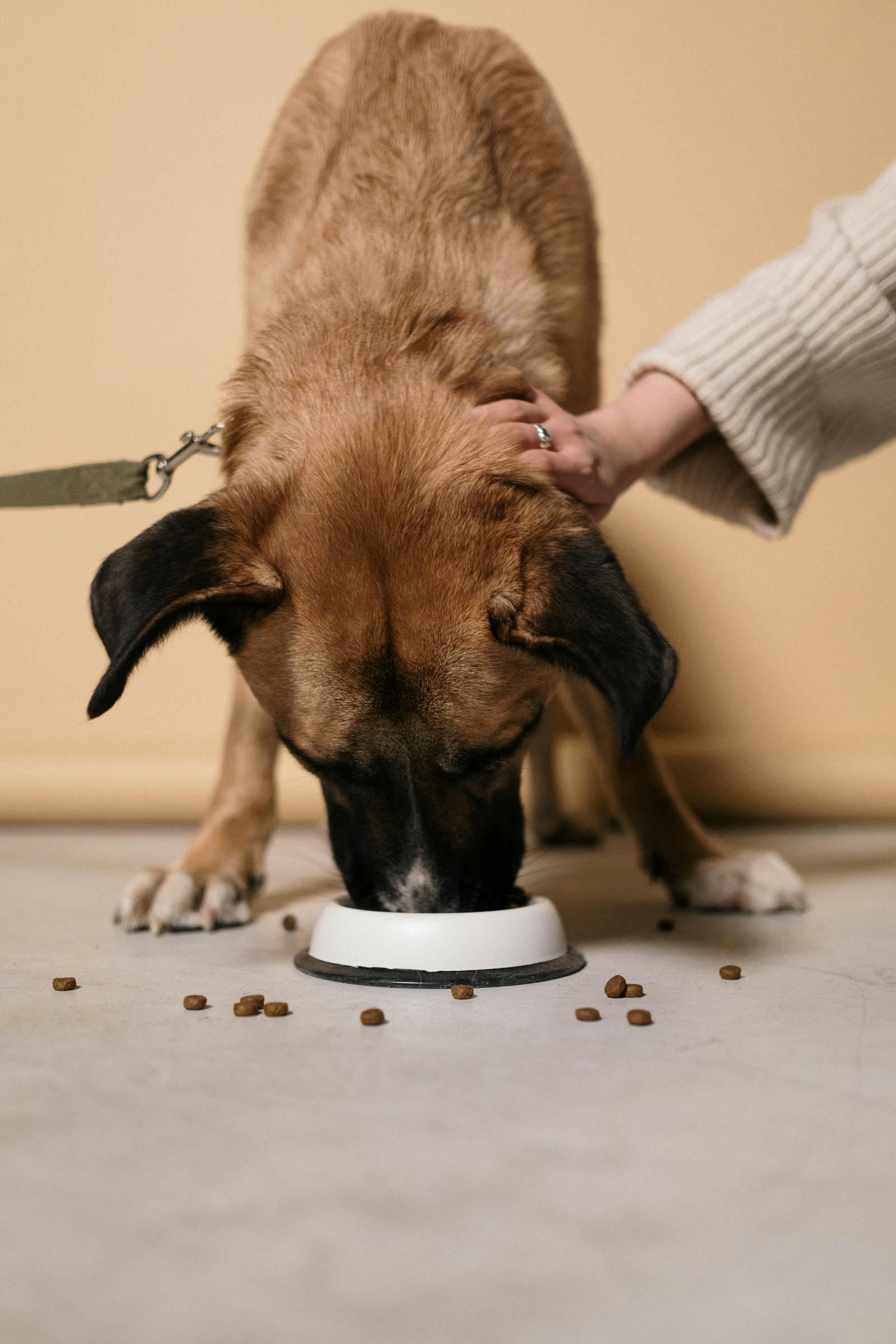 How does a Smart Pet Camera work? article illustration